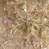 Portulaca pilosa L.